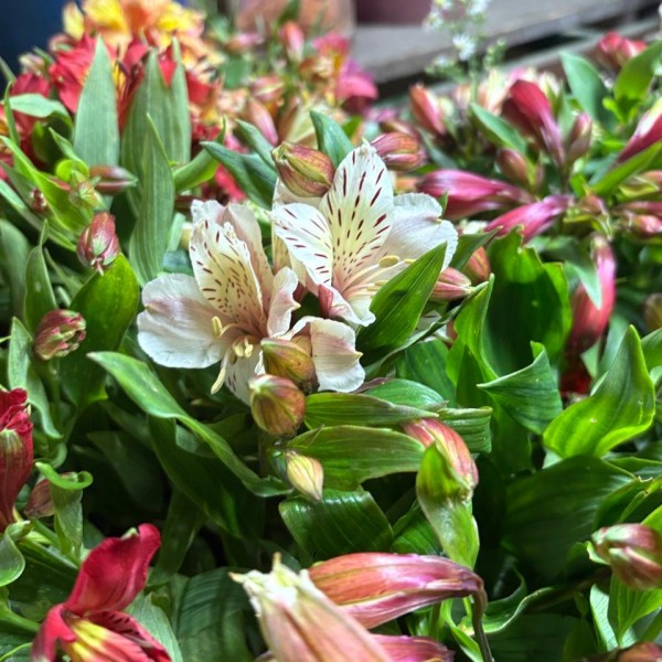 Alstroemeria